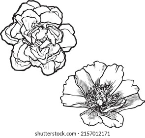 Vector illustration in black and white drawn in the style of a single line with the image of decorative flowers.