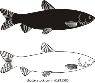 Vector Illustration Black And White Freshwater White Grass Carp