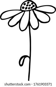 ilustración vectorial flor de camomila estilo doodle dibujado a mano en blanco y negro en una rama con hojas