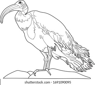 Vector illustration of black and white an ibis contour. Isolated vector on white background. Coloring pages