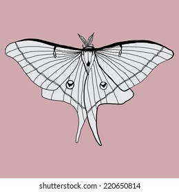 Vector illustration with black and white insect on pink background, ink drawing.