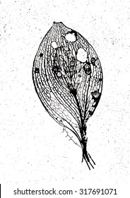 Vector illustration of black & white isolated leaf. Graphic, pattern, print, monochromatic, artistic. Rotten, decomposing leaf in autumn woods.