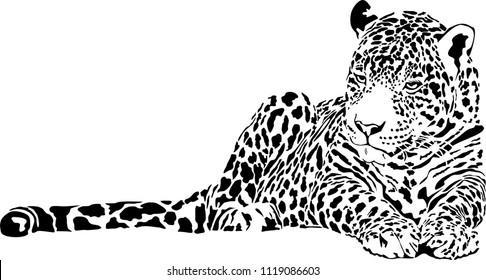 Vector illustration of black and white jaguar