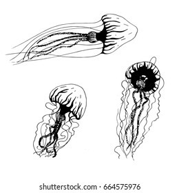 Vector illustration black and white jellyfish