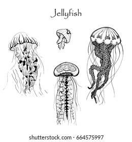 Line Drawing Jellyfish High Res Stock Images Shutterstock