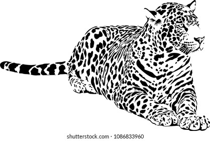 Vector illustration of black and white leopard