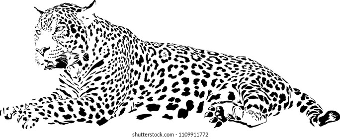 Vector illustration of black and white leopard