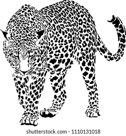 Vector illustration of black and white leopard