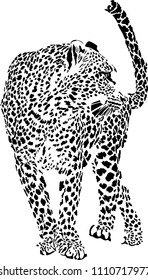 Vector illustration of black and white leopard