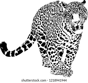 Vector illustration of black and white leopard