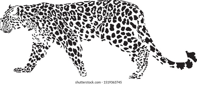 Vector Illustration Black White Leopard Stock Vector (Royalty Free ...