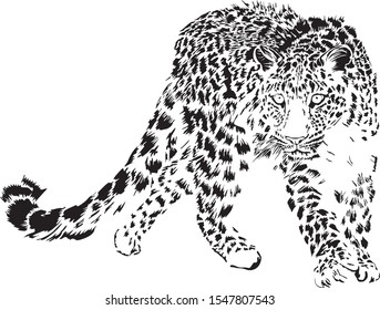 Vector Illustration Black White Leopard Stock Vector (Royalty Free ...