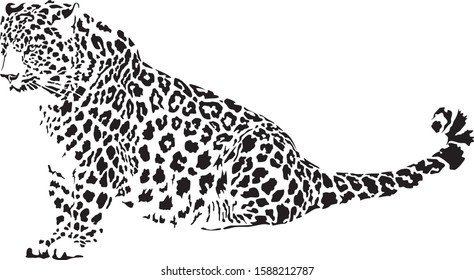 Vector illustration of black and white leopard