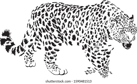 Vector illustration of black and white leopard