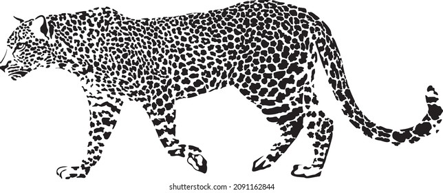 Vector illustration of black and white leopard
