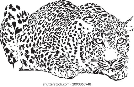 Vector illustration of black and white leopard