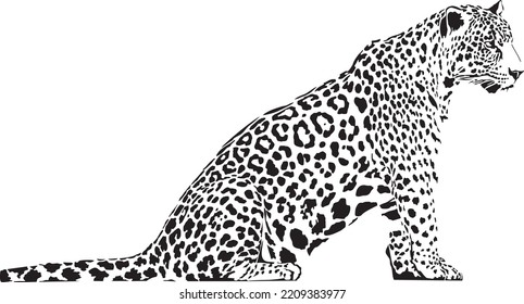 Vector Illustration Black White Leopard Stock Vector (Royalty Free ...