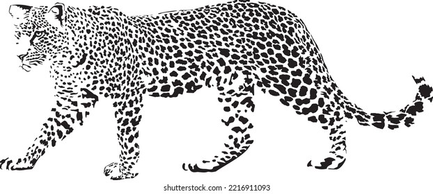 Vector illustration of black and white leopard