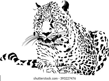 Vector illustration of black and white leopard 