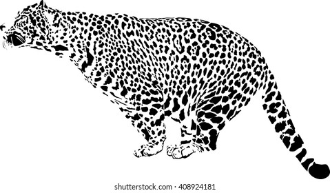 Vector illustration of black and white leopard prepares to jump