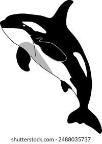 vector illustration of a black and white orca whale on a white background