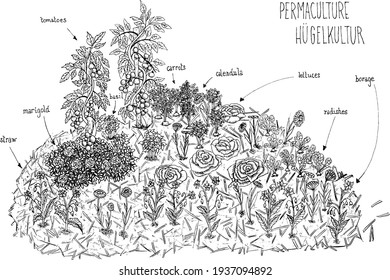 vector illustration of a black and white schema lines hand drawing of permaculture hugelkulture with vegetables and flowers