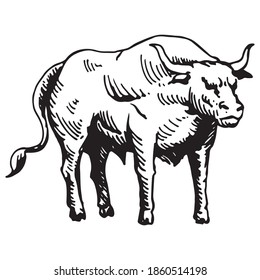 Vector illustration. Black and white sketch, isolated, on a white background. Big young bull. Cow. Drawing by hand in vintage style. Meat, beef. Farm products.