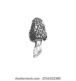 Vector illustration of a black and white sketch of a morel mushroom, hand drawn. Edible forest mushroom in grunge style. Vegetarian food. Isolated background. Element for design.