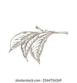 Vector illustration of a black and white sketch of a twig with carambola fruit leaves on a white background for the design of a menu with exotic fruits.