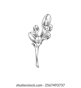 Vector illustration of black and white sketch of neroli flower buds. Organic citrus plant on isolated background. Perfect for spring or botanical decor projects. Hand drawn.