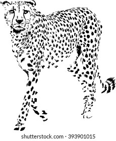 vector illustration of black and white stationary cheetah