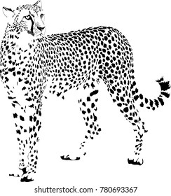 vector illustration of black and white stationary cheetah