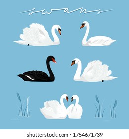 Vector illustration of black and white swans isolated