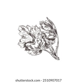 Vector illustration with a black and white twig with gooseberry leaves in a hand-drawn style on a white background, ideal for a design with natural elements