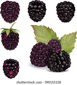 Vector Illustration Of Blackberries Isolated Over White