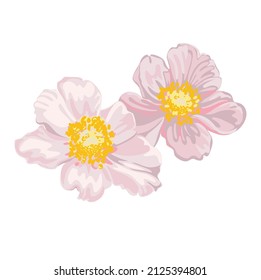 vector illustration of blackberry flowers