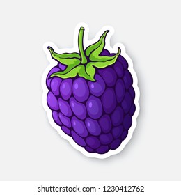 Vector illustration. Blackberry fruit with stem. Healthy diet and vegetarian food. Sticker with contour. Decoration for packaging, prints for clothes, posters, menus. Isolated on white background