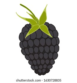 Vector illustration of blackberry isolated on white background