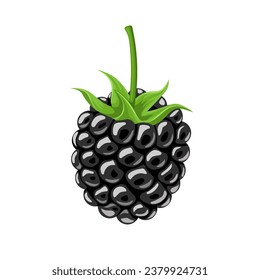 vector illustration, blackberry isolated white background.