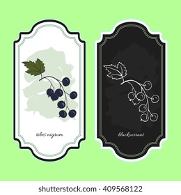 Vector illustration blackcurrant. Medicinal berry.For traditional medicine, gardening or cooking design, package. Flyer or banner template