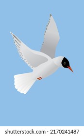 

A vector illustration of a Black-headed gull. The bird is flying in the air and both its wings are raised. The bird is looking to the right. Blue background.