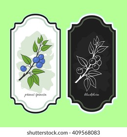 Vector illustration blackthorn. Medicinal berry.For traditional medicine, gardening or cooking design, package. Flyer or banner template