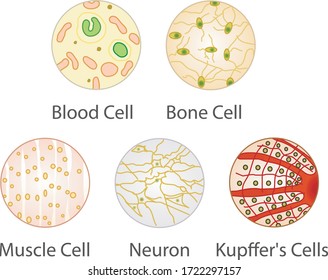 Vektorgrafik von Blutzellen, Knochenzellen, Muskelzellen, Neuronen- und Kupferzellen (Leber), Online-Unterrichtsmaterial