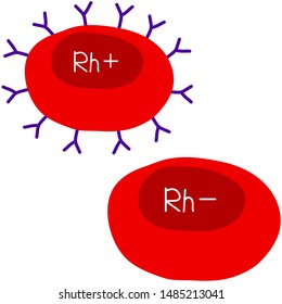 Vector Illustration Of A Blood Cell, White Background, Red Blood Cells With RH Factor Antigen