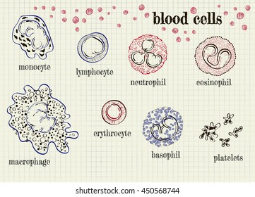 vector illustration of blood cells on the notebook sheet