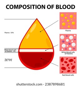 
Vector illustration of blood composition diagram. Blood composition infographics in flat style on a white background. Blood.