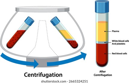 Vector illustration of blood sample tubes in a centrifuge, showing separation into plasma, white blood cells, and red blood cells with labeled layers