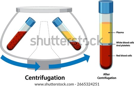 Vector illustration of blood sample tubes in a centrifuge, showing separation into plasma, white blood cells, and red blood cells with labeled layers