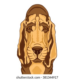 Vector illustration of bloodhound.