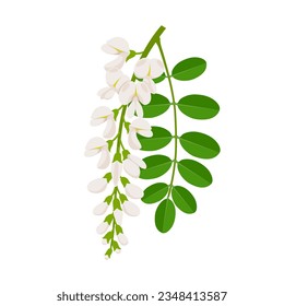 Vector illustration, blooming acacia flower with green leaves, scientific name Robinia pseudoacacia, isolated on white background.